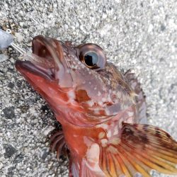 今年初淡路島へ・・・