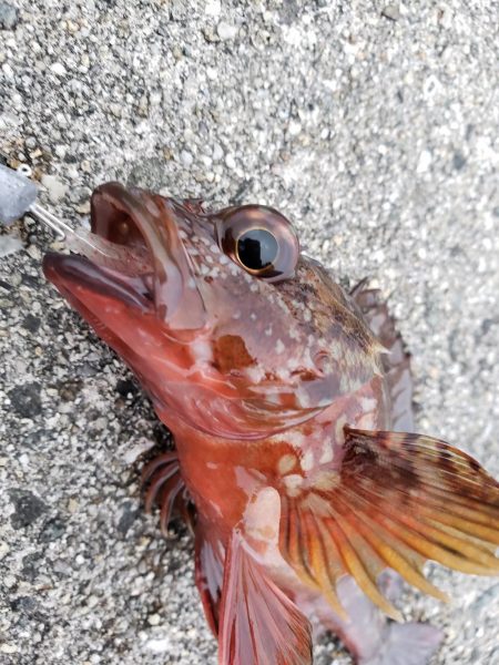 今年初淡路島へ・・・