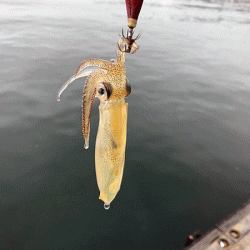 ヒイカエギング（2019-2）