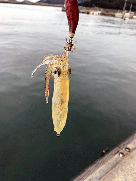 ヒイカエギング（2019-2）