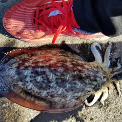 アオリ釣りたい、