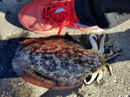 アオリ釣りたい、