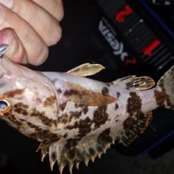 ロックフィッシュ‼