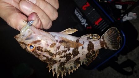 ロックフィッシュ‼