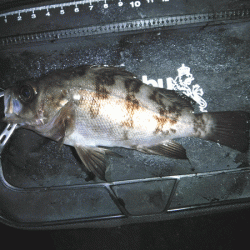 姫路メバル（2019-2）