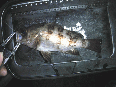 姫路メバル（2019-2）