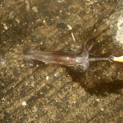 ヒイカとスルメイカ