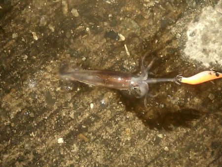 ヒイカとスルメイカ