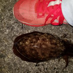 コウイカ連発！！