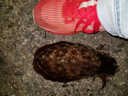 コウイカ連発！！