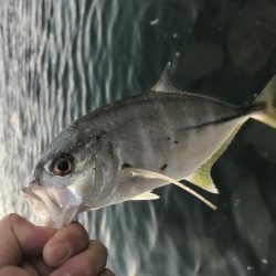 まだいたメッキ!