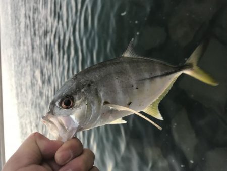 まだいたメッキ！