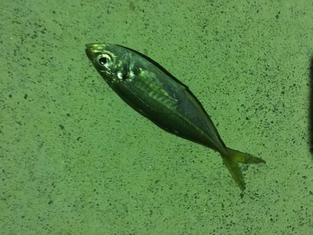 初釣りライトゲーム