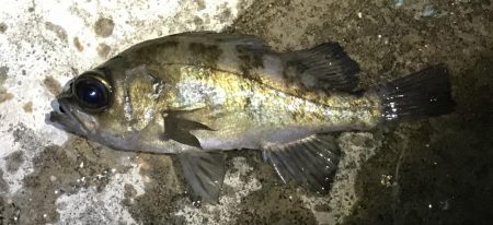 メバル渋めでした。