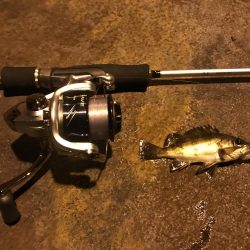 人生初メバリング