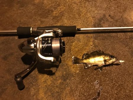 人生初メバリング