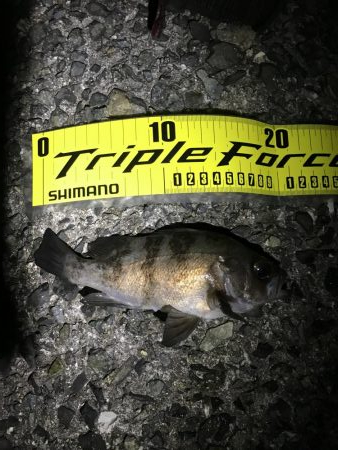 まったりメバル