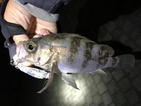 爆釣メバリング