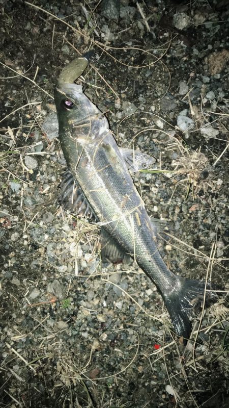 魚も寒いのか同じ場所に溜まってる