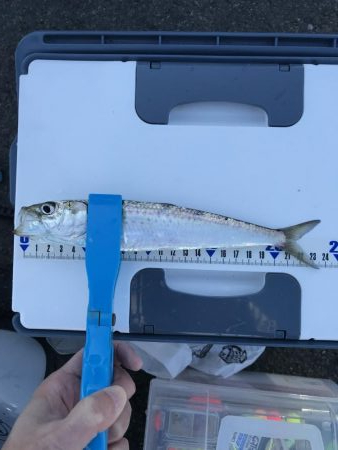 エサ無しで釣れるマイワシ