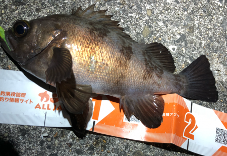 メバルの楽園は裏切らない