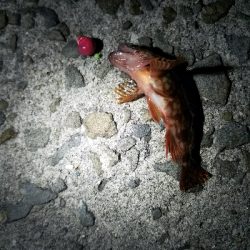 アジ釣り　～サビキ仕掛けにメバル～