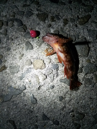 アジ釣り　～サビキ仕掛けにメバル～