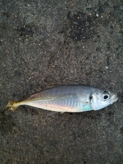 アジ釣り　～メバルも良い感じ？～