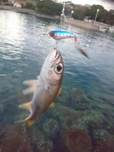今日の釣果