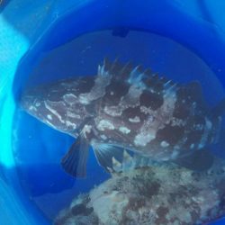 カサゴ、クエ、ハゼなど