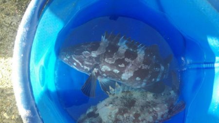 カサゴ、クエ、ハゼなど