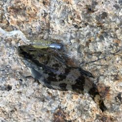 風裏にてタケノコ