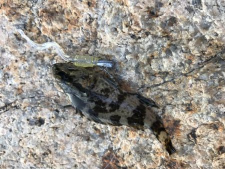 風裏にてタケノコ