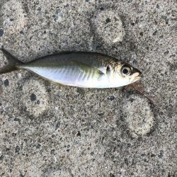 見えてるアジやチビメバルがいっぱい