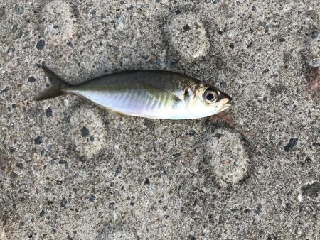 見えてるアジやチビメバルがいっぱい