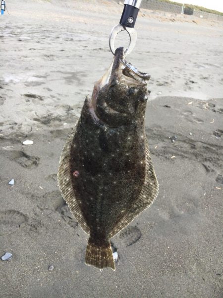 念願の初ヒラメ