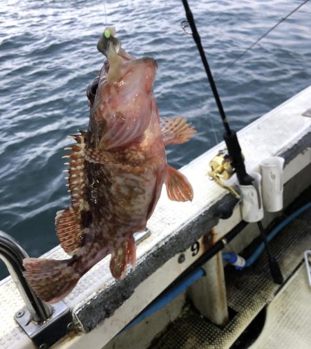 淡路沖 船カサゴ