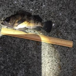 メバリング プラグ縛り