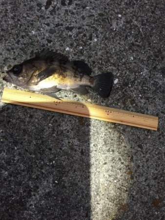 メバリング プラグ縛り