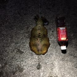 初めてのヤエン