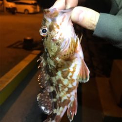 御所浦ライトゲーム②