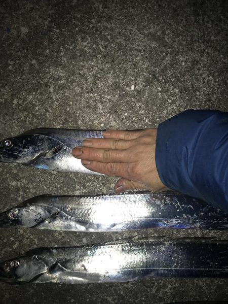 イルカの群れがタチウオを連れてきたのか！