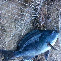 牟岐大島「巨人」でグレ