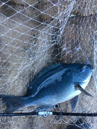 牟岐大島「巨人」でグレ