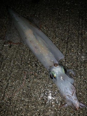 短時間で1杯調達！