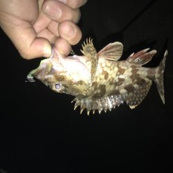 2019も癒しのガッシー