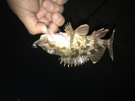 2019も癒しのガッシー