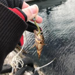 デイライトルアー