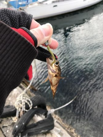 デイライトルアー