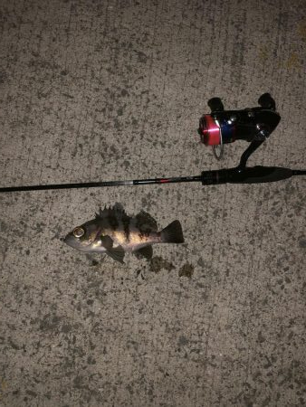 爆風メバリング